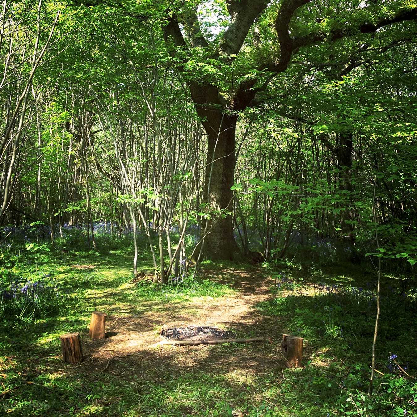 Badgells Wood Camping Sevenoaks Pitchup