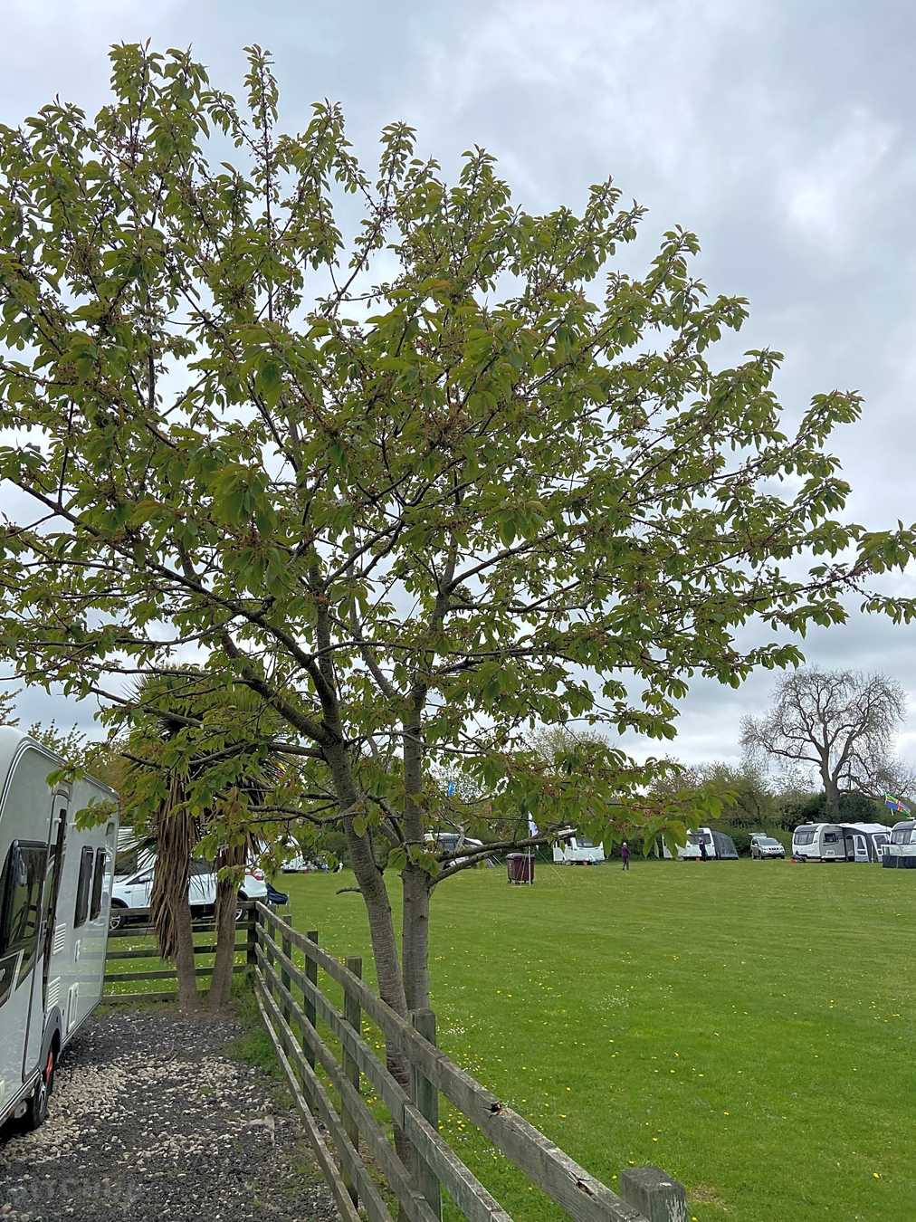 Cherry Tree Park Nawton Updated 2022 Prices Pitchup