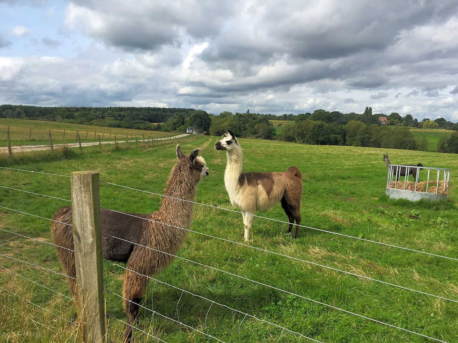 Alpaca Camp Lewes Pitchup