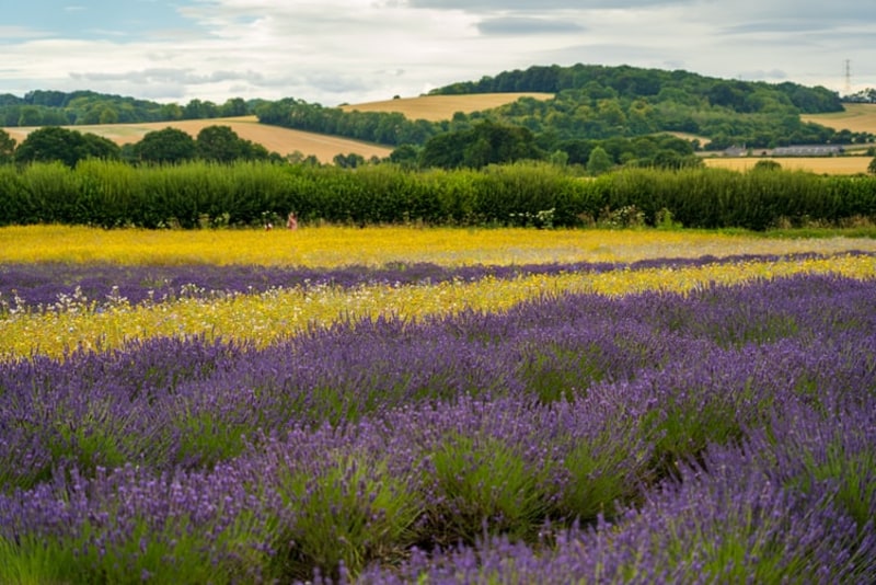A lavender field near Alton in Hampshire (Nick Fewings/Unsplash) A lavender field near Alton in Hampshire (Nick Fewings/Unsplash)