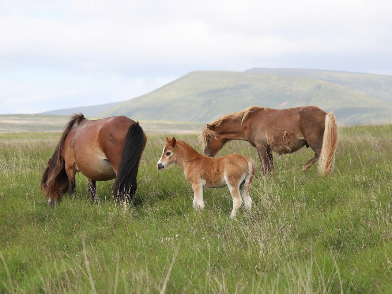 3 horses in a grassy field