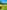 Curly non-electric grass tent pitch 