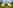 Lotus bell tent (family)