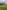 Custard non-electric grass tent pitch 