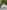 Beech bell tent (secluded, woodland)