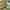 Bell tent