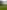 Curly non-electric grass tent pitch 