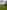 Butch non-electric grass tent pitch 