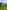 Primitive grass tent site 