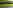 Electric grass tent pitch