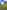 Bell tent 