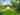 Electric forest floor tent pitch (woodland)