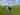 Non-electric grass and earth tent pitch 