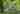 Hazel Belle bell tent (woodland) 