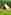 Bramble bell tent (four person)