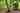 Willow gypsy caravan 