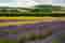 A lavender field near Alton in Hampshire (Nick Fewings/Unsplash) 