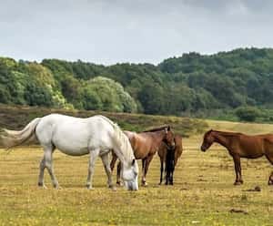 New Forest