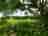 The Halfway Caravan and Camping Park: Lots of green