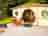 Star Glamping: The Shire House, as featured on TV