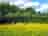 Haywood Farm Caravan and Camping Park: Tents in the meadow