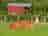 Catanger Llama Farm: Chill out with Fudge