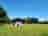 Nelson Brook Farm: Visitor image of the spacious camping field