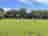 Croft Lane Green Camping: Tents in the camping area