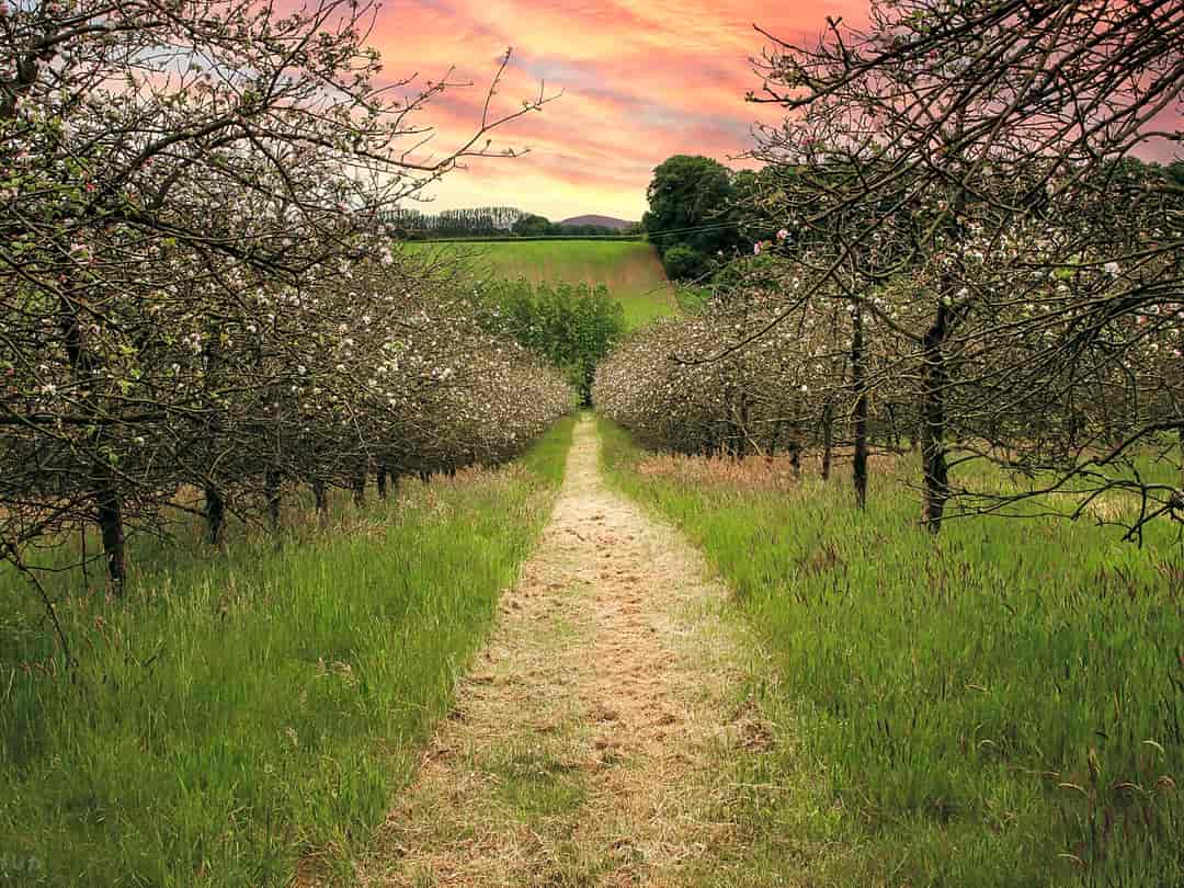 Bowhayes Farm Camping: Relax at Bowhayes Farm whilst surrounded by beautiful cider orchards
