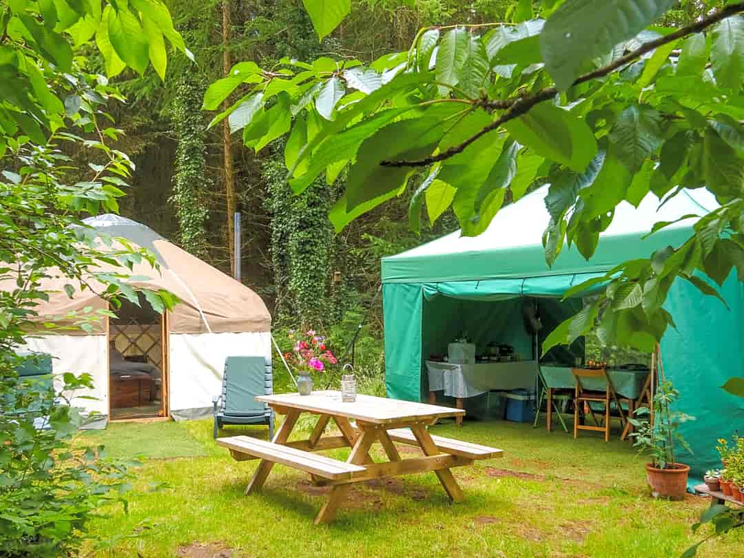 Ruby's Orchard: Yurt and kitchen tent