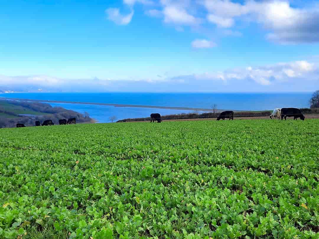 Mattiscombe Farm Camping: Cows grazing turnips in winter