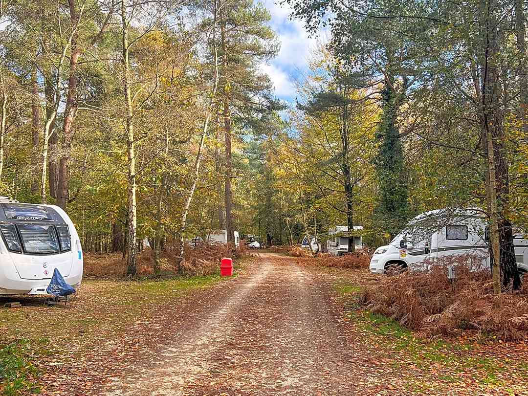 Setthorns Campsite: Electric pitches in the woods