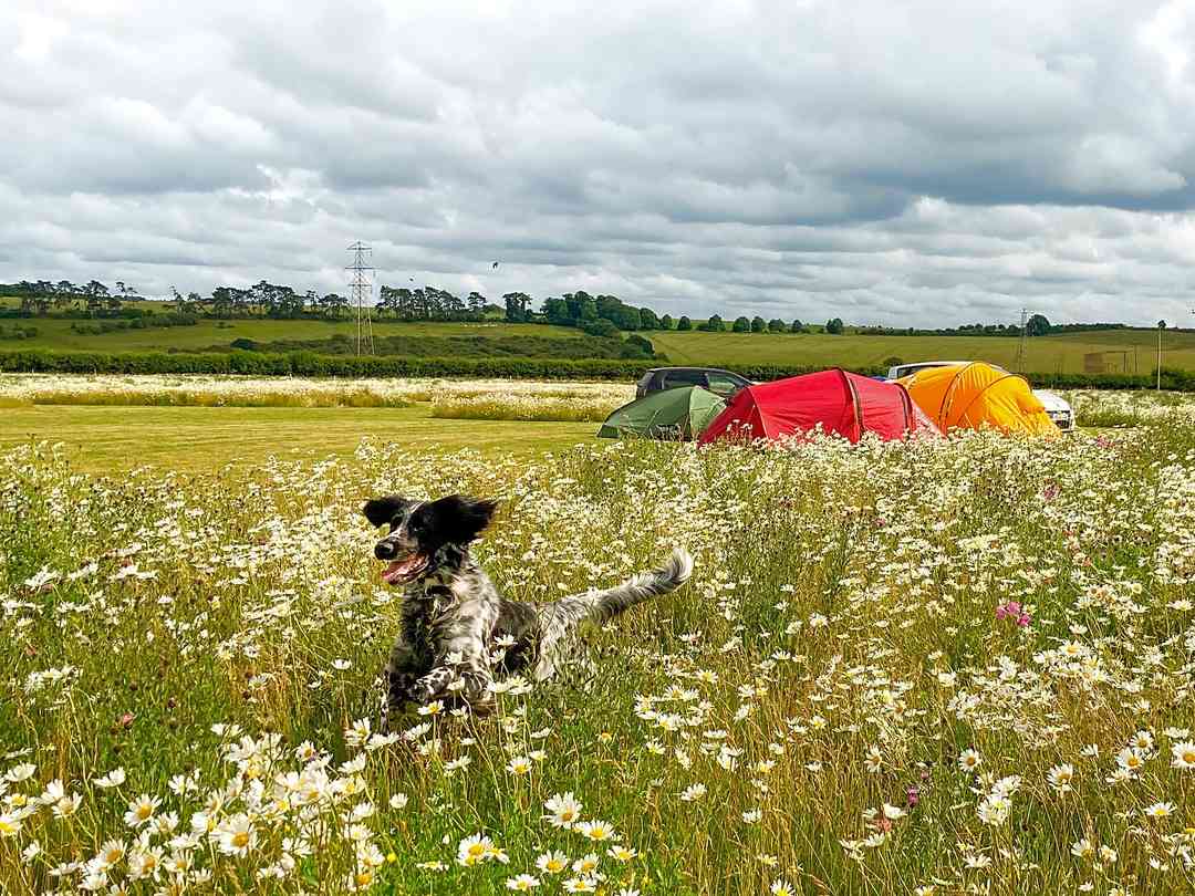 Rowbury Farm Camping: Jess in flower strip