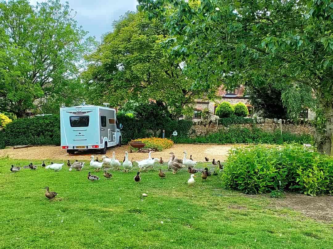 Shiplate Farm Fishery: View of motorhome pitch with local wildlife