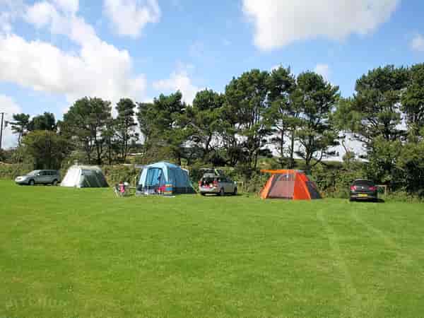 Primitive grass site