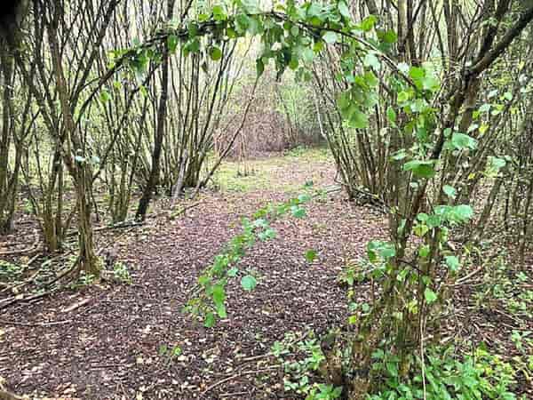 Non-electric grass tent pitch (four person, woodland)