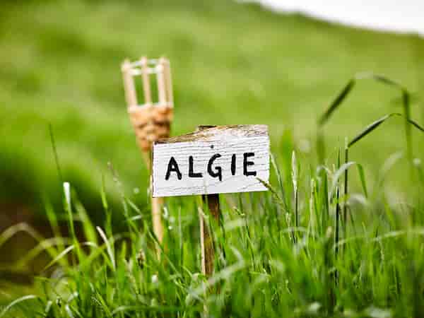 Algie non-electric grass and earth tent pitch