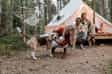 Top Tips For Glamping With A Dog