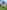 Fairy Wagon gypsy caravan
