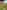 Algie non-electric grass and earth tent pitch