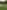 Non-electric grass tent pitch (wild)
