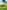 Bell tent