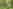 Non-electric forest floor tent pitch (woodland)