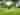 Unpowered grass tent or trailer tent site (large)