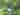 Non-electric forest floor tent pitch (woodland)