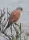 Common kestrel. Pic by sannse.