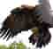 Golden eagle in flight. Pic by Tony Hasgett, Birmingham UK.