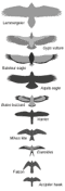 How to identify raptors by size and wing type