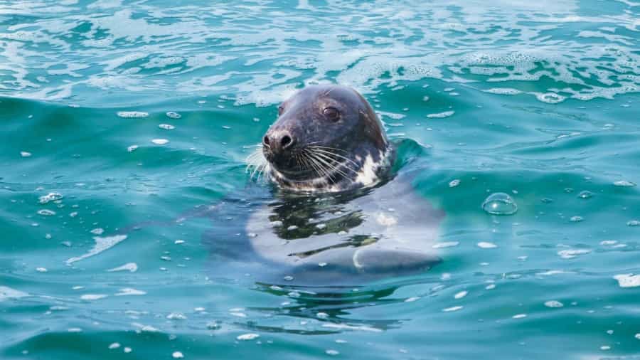 A seal swimming near St Ives