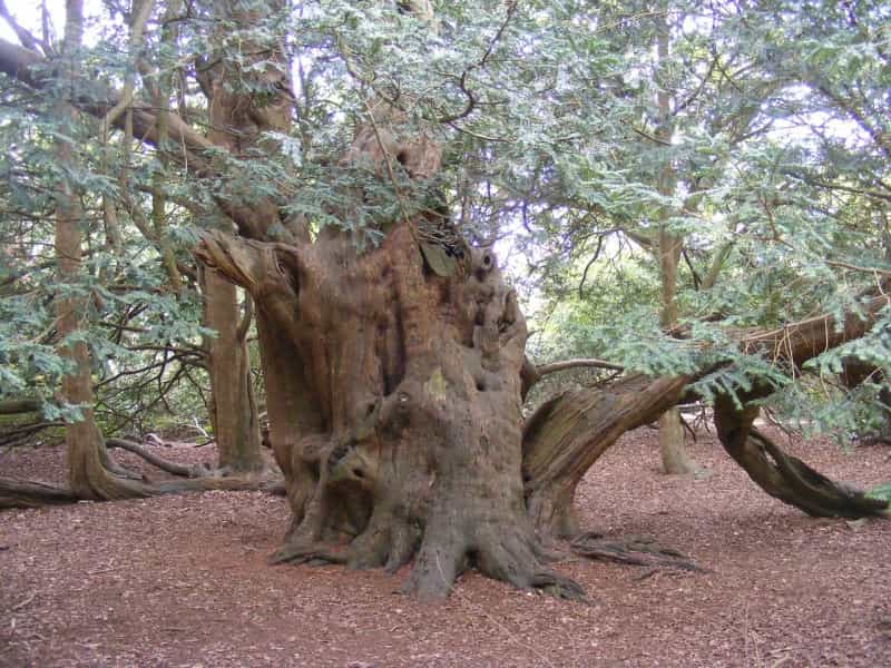 Centuries-old yew tree in Langley Park